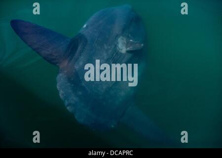 Voir l'océan d'un poisson lune, Mola mola, dans l'océan Atlantique à la côte de la Namibie près de Walvis Bay le 2 décembre 2010. Photo : Tom Schulze Banque D'Images