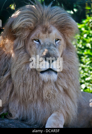 Casper, African Lion Blanc mâle (Panthera leo), Isle of Wight Zoo, Sandown, Isle of Wight, Angleterre Banque D'Images