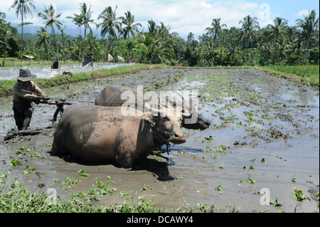 Agriculteur labourant un champ à l'aide de boeufs sur l'île de Bali Banque D'Images