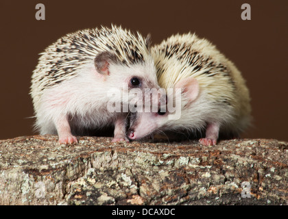 hedgehog, studio, faune sauvage, mignon, petit, sauvage, rongeur, animal, blanc, isolé, mammifère, grenaille, animal de compagnie, jeune, poil, protection, adorable, marron, pouckl Banque D'Images