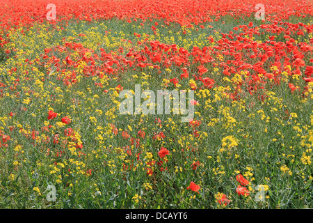 Fond de fleurs de pavot rouge et jaune en fleur. Banque D'Images