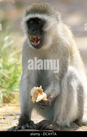 Homme singe (Chlorocebus pygerythrus) manger un morceau de pain et d'afficher des dents, le Parc National du Serengeti, Tanzanie Banque D'Images