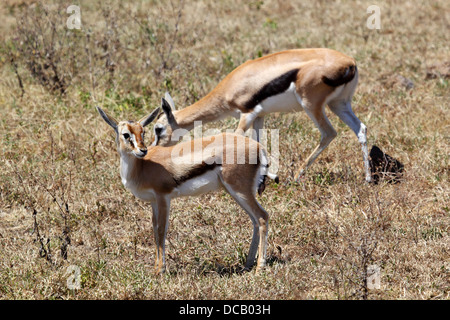 Couple de gazelle de Thomson (Eudorcas thomsonii) manger dans le Parc National du Serengeti, Tanzanie Banque D'Images