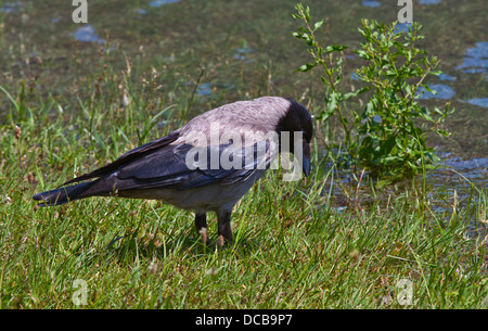 Hooded Crow (corvus cornix), au nord de l'Italie Banque D'Images