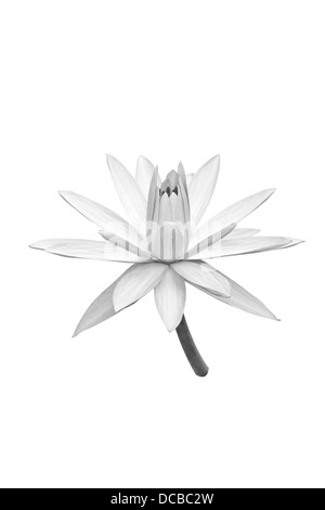 Belle black Lotus (Lotus flower unique isolé sur fond blanc) noir Banque D'Images