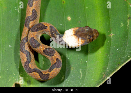 Commune de chats eyed snake Leptodeira annulata Banque D'Images