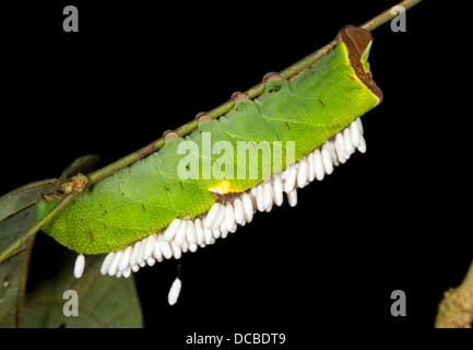 Mouche Ichneumon parasités par Caterpillar, le wasp wasp de nymphes sont suspendus en vertu de la chenille, dans la forêt tropicale, l'Équateur Banque D'Images