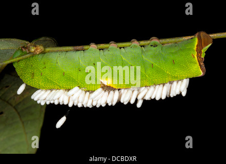 Mouche Ichneumon parasités par Caterpillar, le wasp wasp de nymphes sont suspendus en vertu de la chenille, dans la forêt tropicale, l'Équateur Banque D'Images