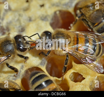 L'échange d'abeilles nectar Banque D'Images