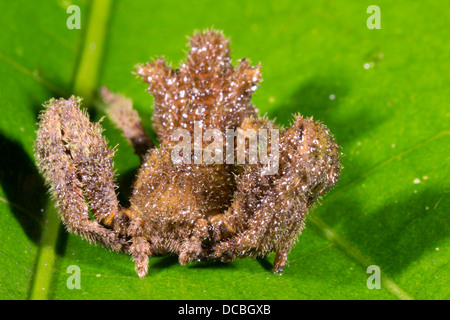 Une araignée crabe inhabituelle (famille des Thomisidae) avec de petits yeux, de l'Équateur Banque D'Images