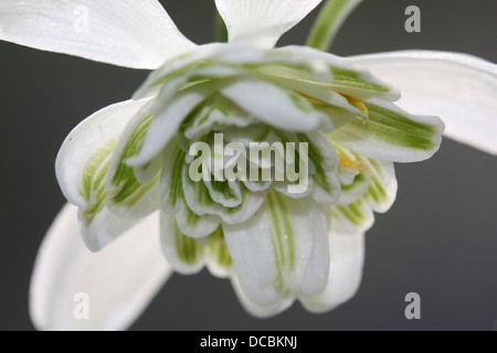 Un portrait photo de perce-neige montrant la fleur et les pétales de vert et blanc Banque D'Images