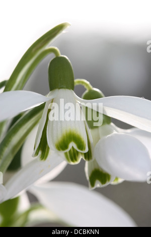 Un portrait photo de perce-neige montrant la fleur et les pétales de vert et blanc Banque D'Images