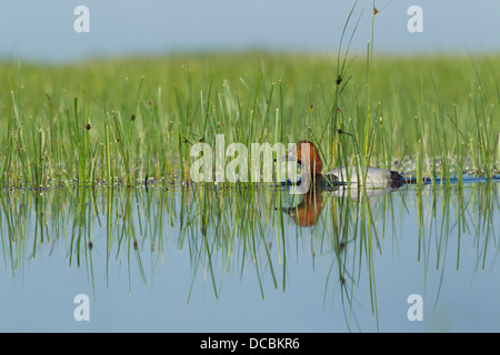 Fuligule milouin Aythya ferina, mâle adulte, natation dans marsh, Tiszaalpár, Hongrie, en juin. Banque D'Images