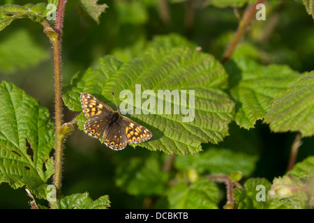 Duc de Bourgogne Hamearis lucina, imago, perché sur les noisetiers, Noar Hill, Hampshire, au Royaume-Uni en mai. Banque D'Images