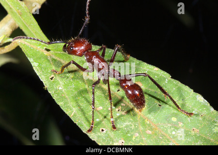 Balle ou Ant Conga (Paraponera clavata) dans la forêt tropicale, de l'Équateur. Banque D'Images