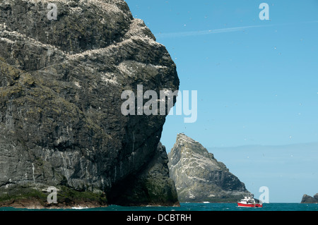 Bateau de tourisme ci-dessous Stac Lee, St Kilda, l'archipel des Hébrides extérieures, en Écosse, au Royaume-Uni. Un Stac Armin à la droite. Banque D'Images