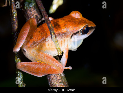 La pluie péruvienne (grenouille Pristimantis peruvianus) mâle appelant avec sac vocal gonflés. Banque D'Images