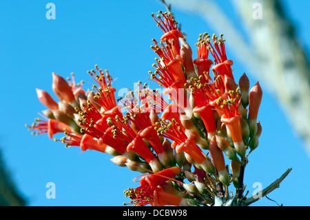 Plan Macro sur les fleurs rouges cluster, la plante Banque D'Images