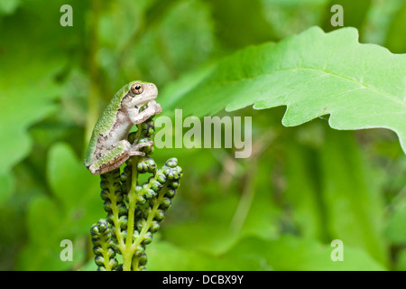 Treefrog gris Banque D'Images