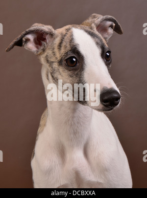 Portrait de chien Banque D'Images