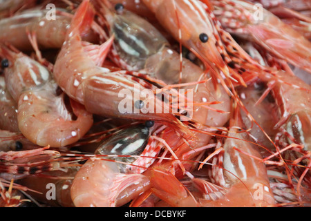 Les crevettes vendues par le livre au marché aux poissons. Banque D'Images