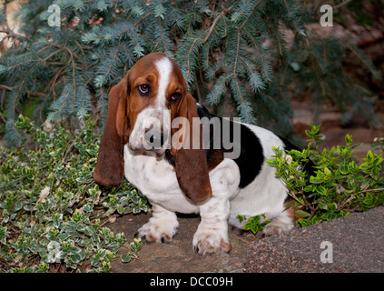 Basset Hound assis Banque D'Images