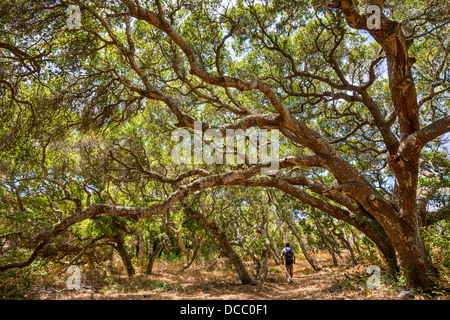 Le magique et mystérieux arbres du chêne Los Osos État réserve. Banque D'Images