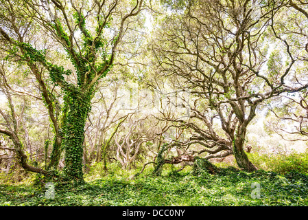 Le magique et mystérieux arbres du chêne Los Osos État réserve. Banque D'Images