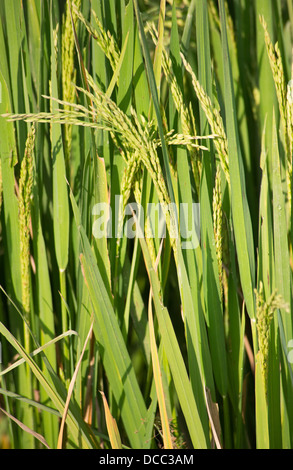 Des semences non génétiquement modifiées vert tête sur les récoltes de riz et cultivé dans la région du Teraï Népalais Banque D'Images