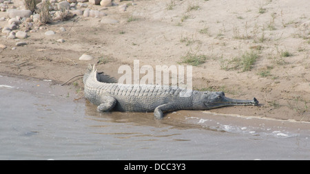 (Gavialis gangeticus Gharial crocodile) au soleil au bord de la rivière, le parc national de Bardia, Népal Banque D'Images