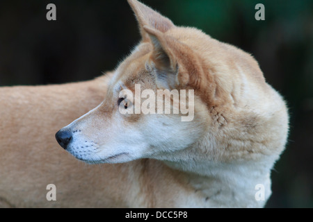 Dingo australien pure race chien sauvage... Banque D'Images