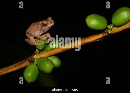 Grenouille verte (confusion Bush Raorchestes chromasynchysi) assis sur un café Berry dans les Ghâts occidentaux de l'Inde, Coorg. Banque D'Images