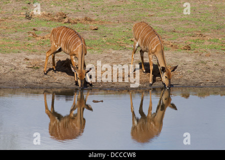 Deux femmes Nyala (Tragelaphus angasii) ou (Nyala angasii) par point d'eau Banque D'Images