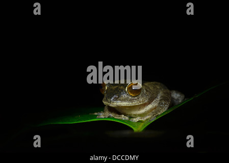 Bush une grenouille (Raorchestes sp.) dans le projecteur, Coorg, Inde. Banque D'Images