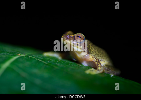 Une Grenouille Bush (cf. Raorchestes glandulosus) avec un motif rosette sur son dos, dans les Ghâts occidentaux de Coorg, Inde. Banque D'Images