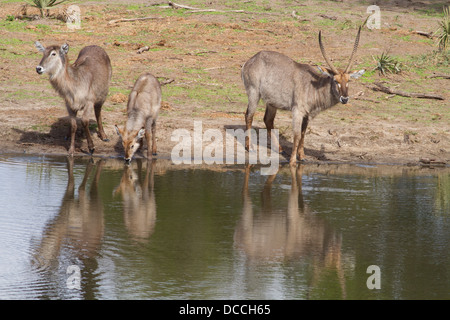 (Kobus ellipsiprymnus trois COBE) point d'eau potable par Banque D'Images