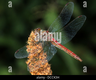 Vagabond mâle Sympetrum vulgatum (dard) dragonfly Banque D'Images