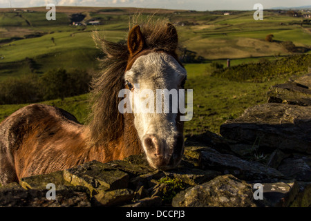 Horse looking over wall Banque D'Images