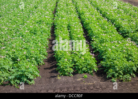 Récolte de pommes de terre en fleurs Banque D'Images