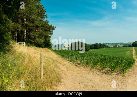 Dartington, Devon, Angleterre. Le 15 juillet 2013. Banque D'Images