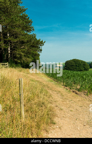 Dartington, Devon, Angleterre. Le 15 juillet 2013. Un champ de maïs plantés récemment et la campagne près de Totnes dans le Devonshire. Banque D'Images