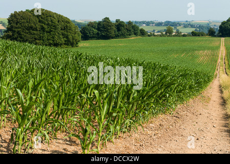 Dartington, Devon, Angleterre. Le 15 juillet 2013. Un champ de maïs plantés récemment et la campagne près de Totnes dans le Devonshire. Banque D'Images