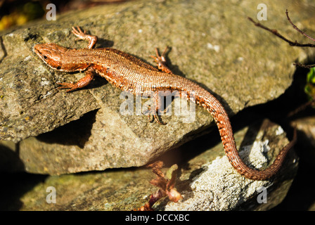 Un gros plan d'un lézard commun assis sur une pierre le soleil brille. Banque D'Images