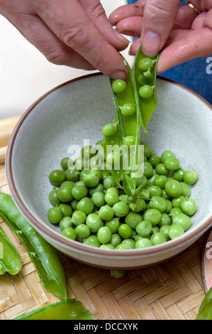 Caucasian woman écosser les pois cultivés maison fraîchement cueillies dans le bol, pris à Bristol, Royaume-Uni Banque D'Images