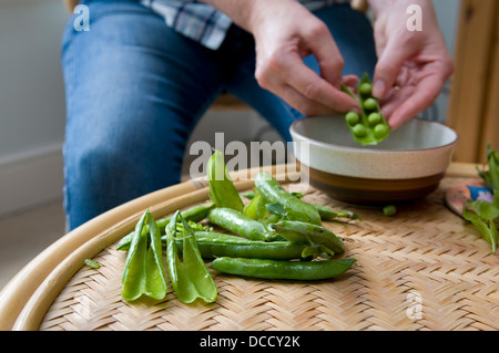 Caucasian woman écosser les pois cultivés maison fraîchement cueillies dans le bol, pris à Bristol, Royaume-Uni Banque D'Images