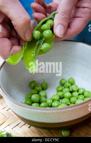 Close up of Caucasian woman écosser les pois cultivés maison fraîchement cueillies dans le bol, pris à Bristol, Royaume-Uni Banque D'Images