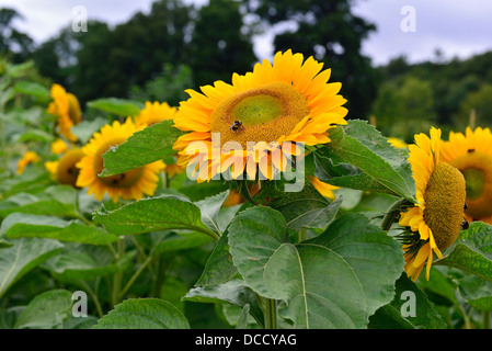 Les bourdons la collecte du pollen de tournesol dans un jardin Banque D'Images