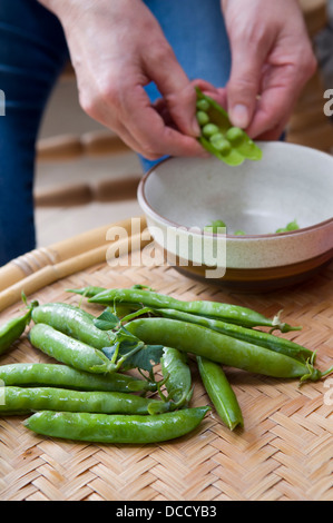 Caucasian woman écosser les pois cultivés maison fraîchement cueillies dans le bol, pris à Bristol, Royaume-Uni Banque D'Images