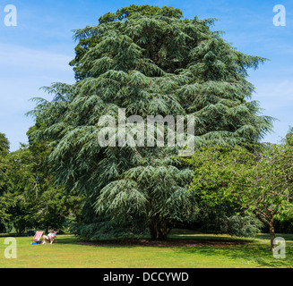 Dartington, Devon, Angleterre. Le 15 juillet 2013. Un homme est assis de détente dans une chaise longue sous un grand sapin. Banque D'Images