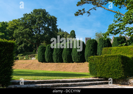 Dartington, Devon, Angleterre. Le 15 juillet 2013. Les hêtres à Dartington Hall dans l'inclinaison de la Cour. Banque D'Images